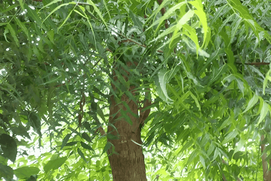 Neem Tincture