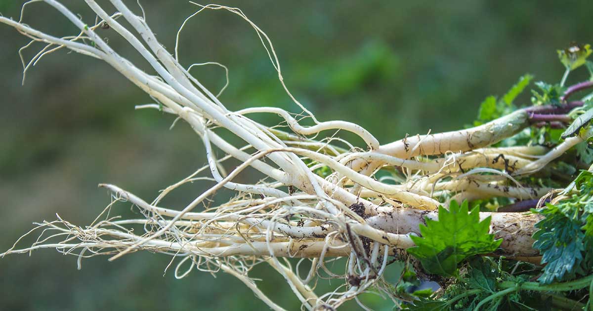 Tincture Fréamh Nettle (orgánach)