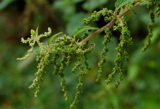 Nettle Seed Tincture