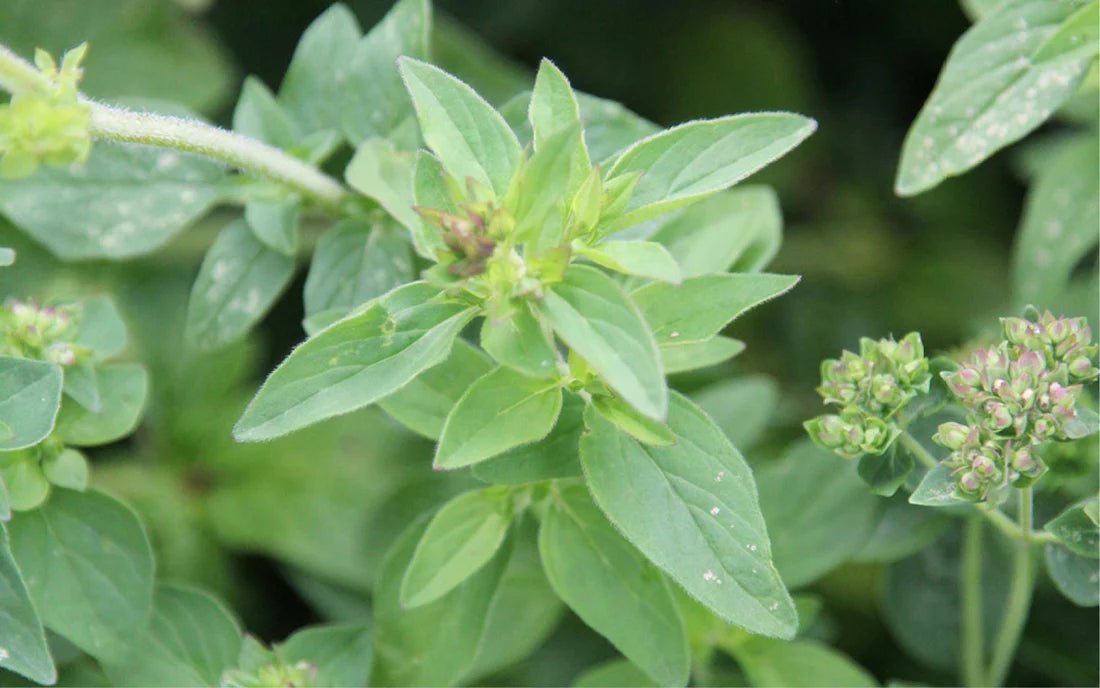 Oregano Tincture