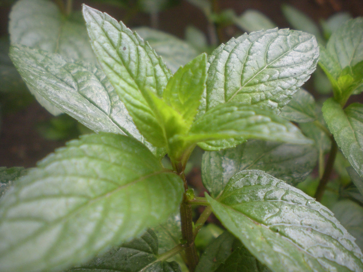 Peppermint Tincture