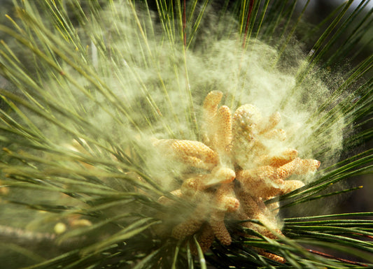 Pine Pollen Tincture