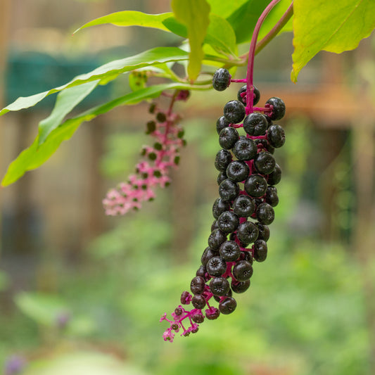 Poke Root Infused Massage Oil