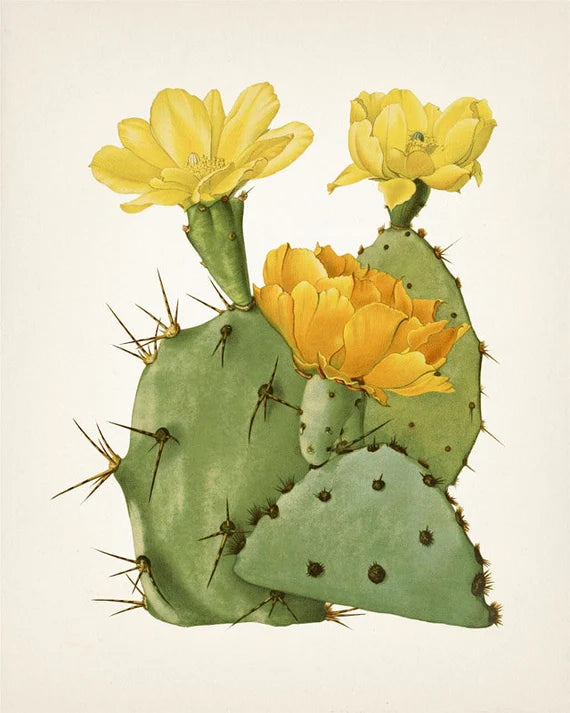 Prickly Pear Oil (cactus seed)