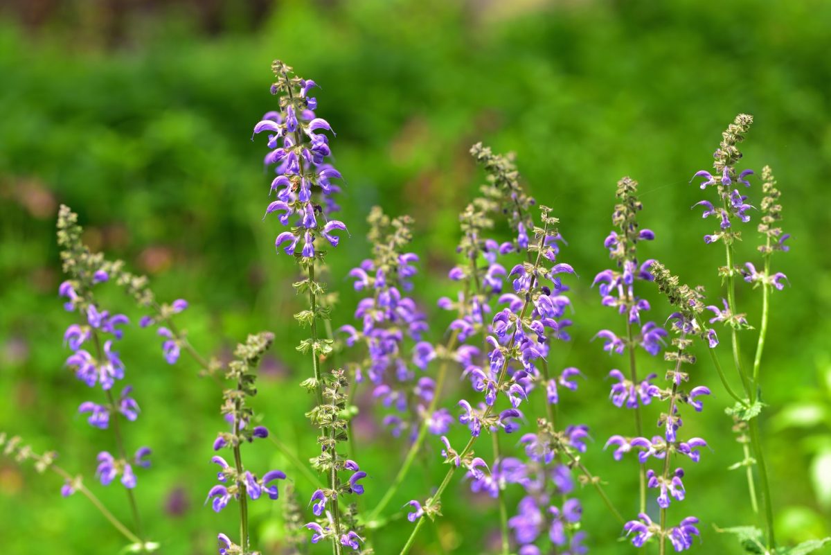 Red Sage Root / Dan Shen Root Tincture (Salvia miltiorrhiza)