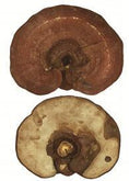 Load image into Gallery viewer, Reishi Mushroom Powder - (organic)
