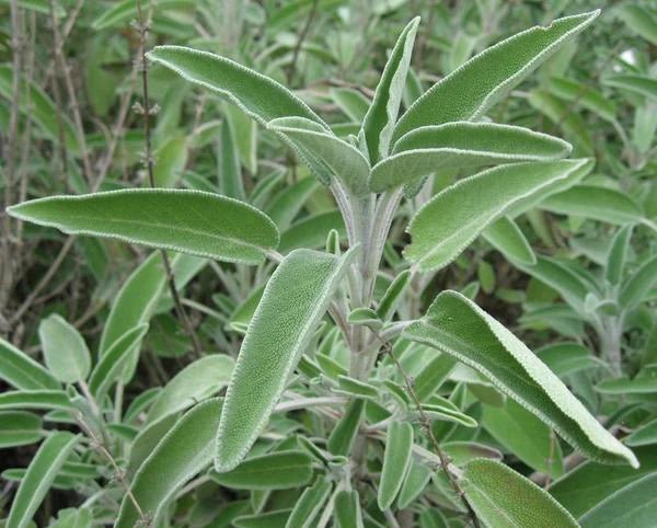 Sage, Dalmatian 10ml