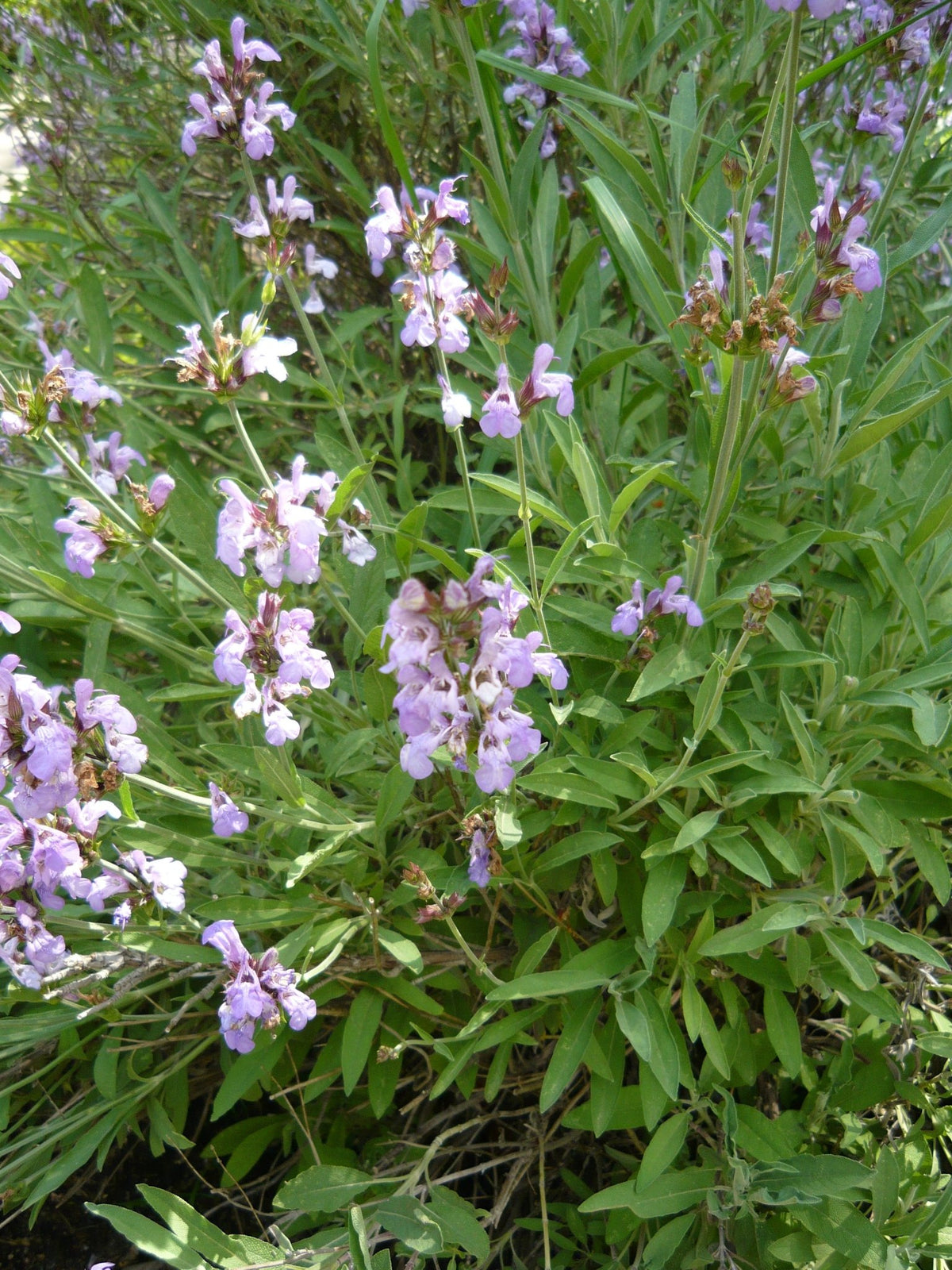 Sage, Spanish, lavender leaved 10ml