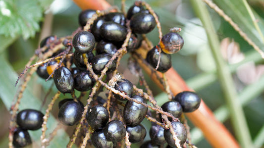 Saw Palmetto Fruit Tincture