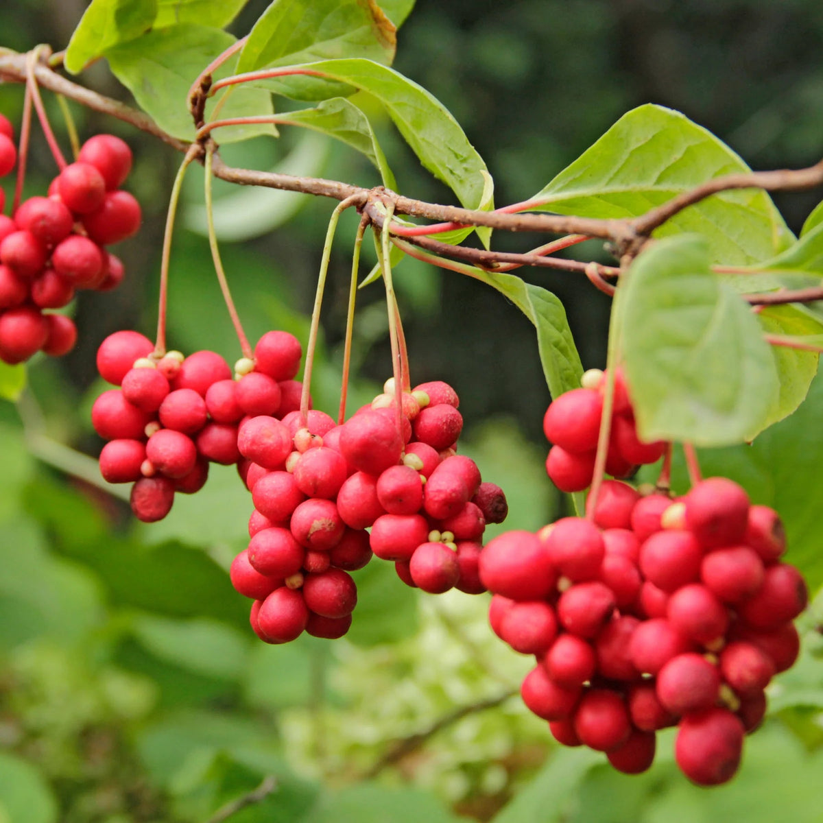 Schisandra Tincture