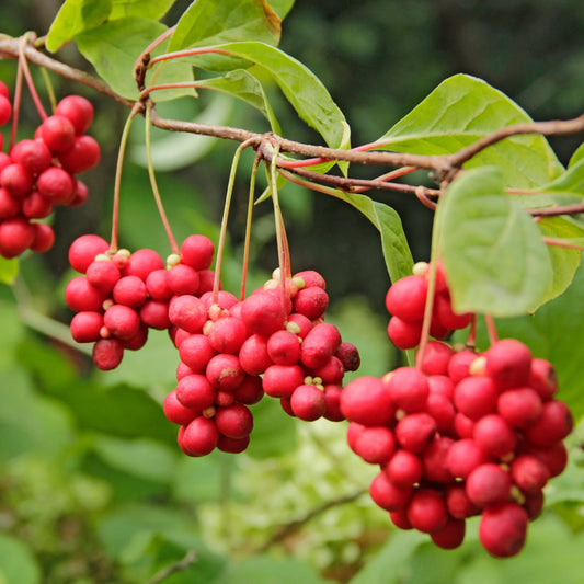 Schisandra Tincture