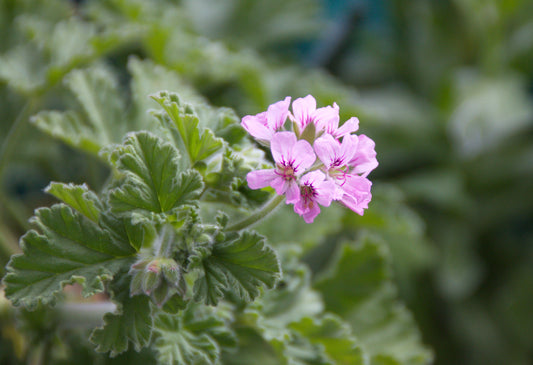 Rose Geranium ( Pelargonium roseum) 10ml