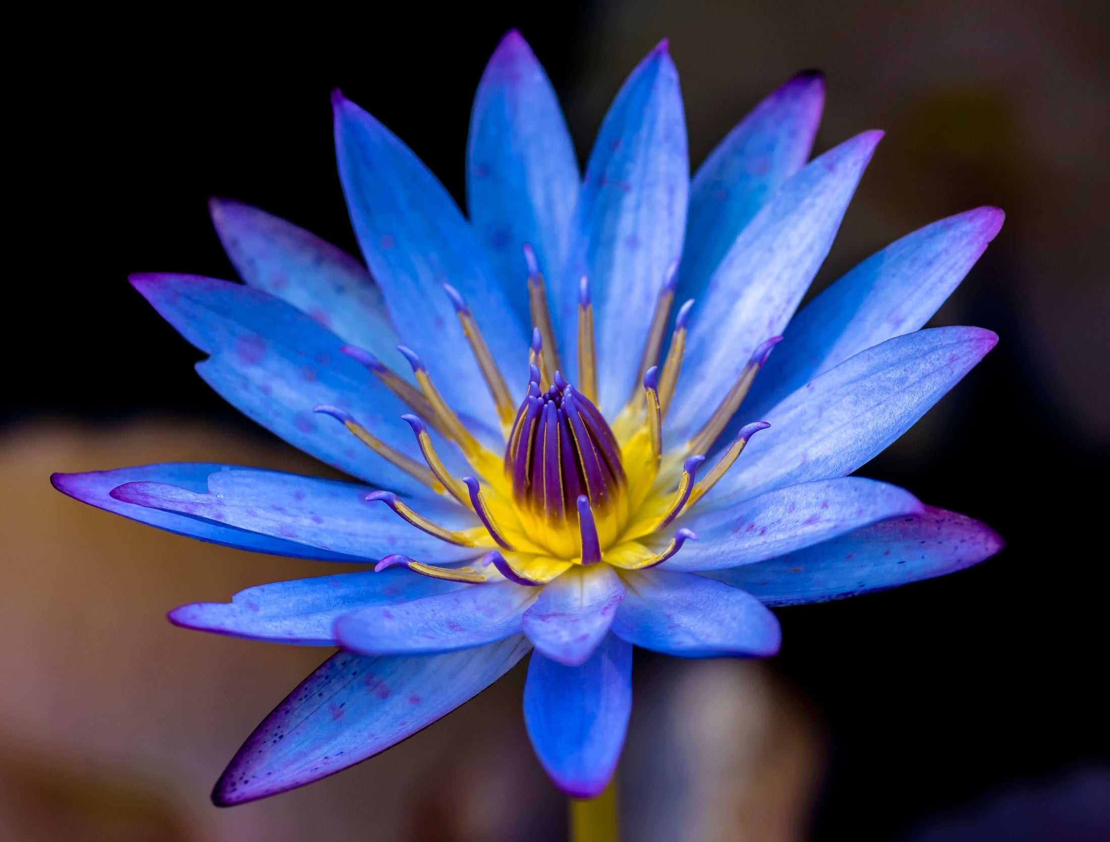 Blue Lotus essential oil