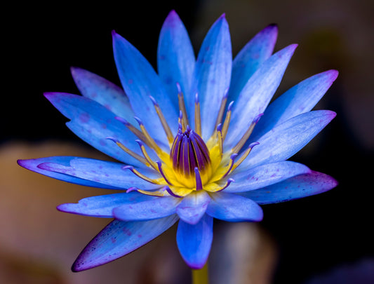 Blue Lotus essential oil
