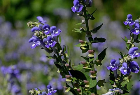 Skullcap Tincture
