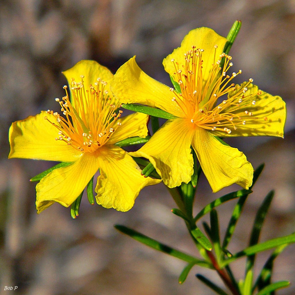 St John’s Wort FRESH Tincture
