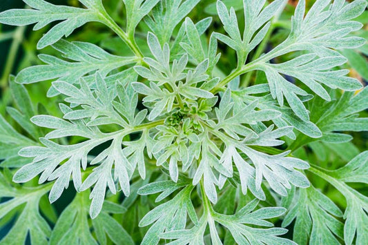Sweet Wormwood Tincture ( Sweet Annie )