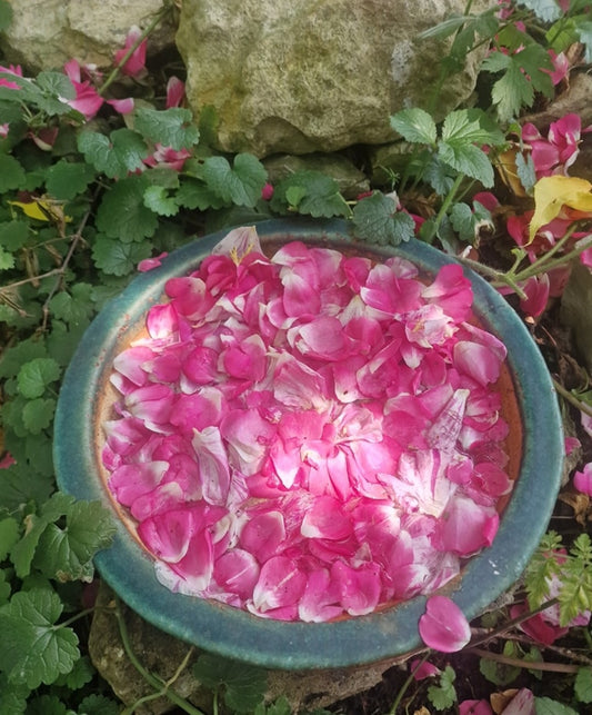 Taking Your Herbs Herbalista Style