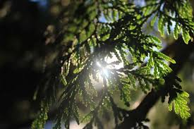 Thuja Tincture, Tree of Life Leaf