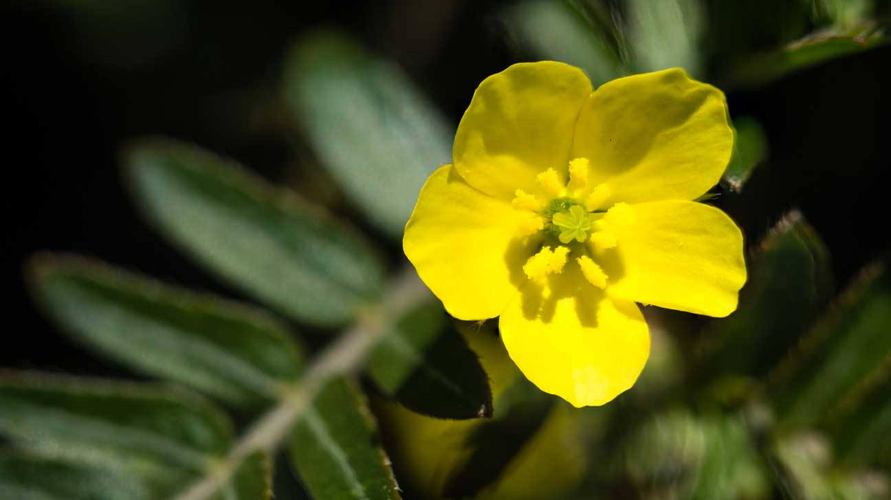 Tribulus Tincture