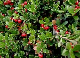 Uva Ursi Tincture (Bearberry)