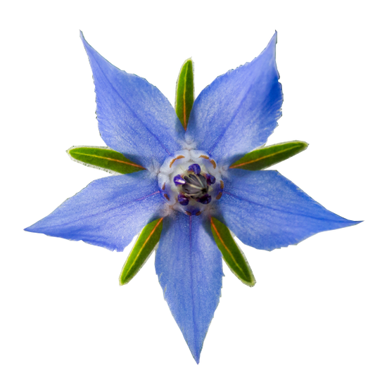 1 months supply of mixed Herbs Of Grace Formula