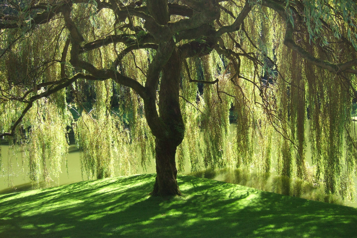 White Willow Bark Tincture