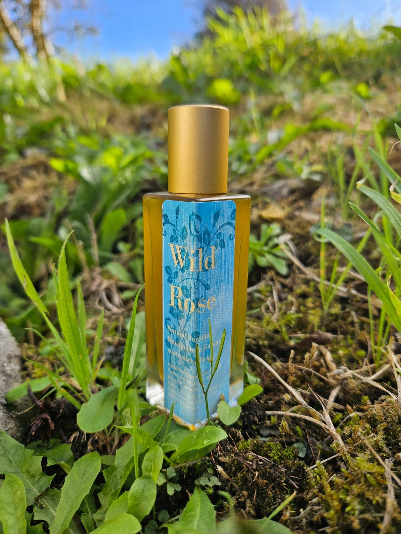 WILD ROSE