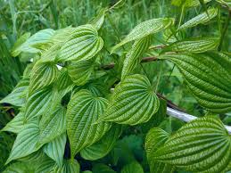Wild Yam Tincture