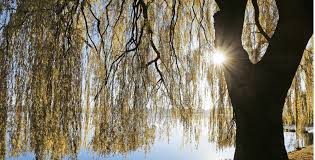 Willow Bark Tincture