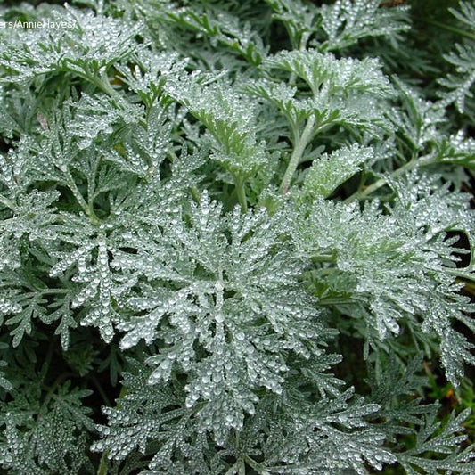 Wormwood essential oil