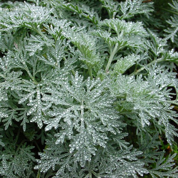 Wormwood essential oil