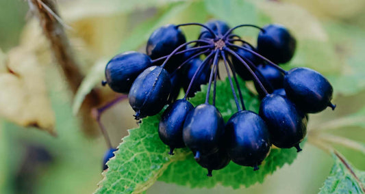 Siberian Ginseng Root Tincture