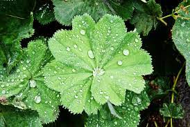 Ladies Mantle Leaf Tincture