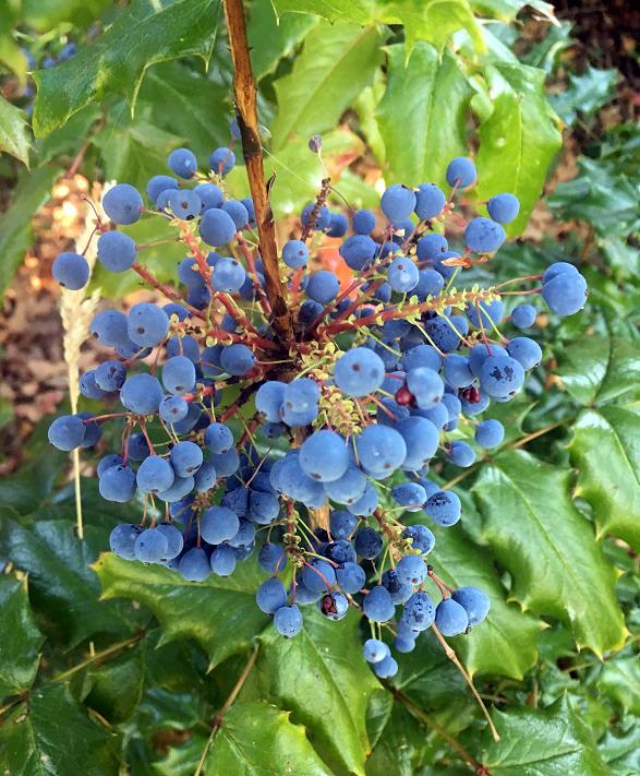 Oregon Grape Root Tincture