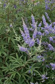 Agnus Castus Tincture (organic)