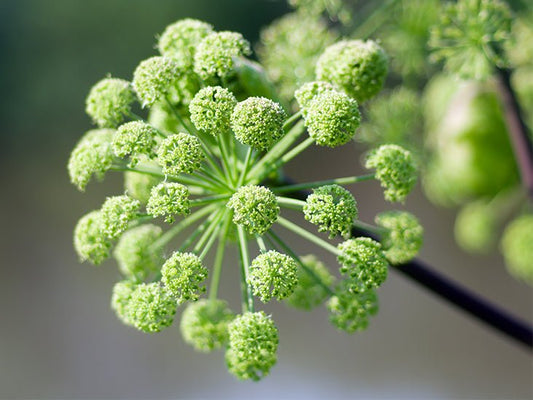 Angelica Tincture