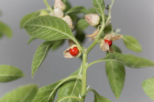 Ashwagandha Root Tincture (organic)