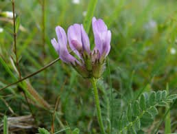 Astragalus Root Tincture