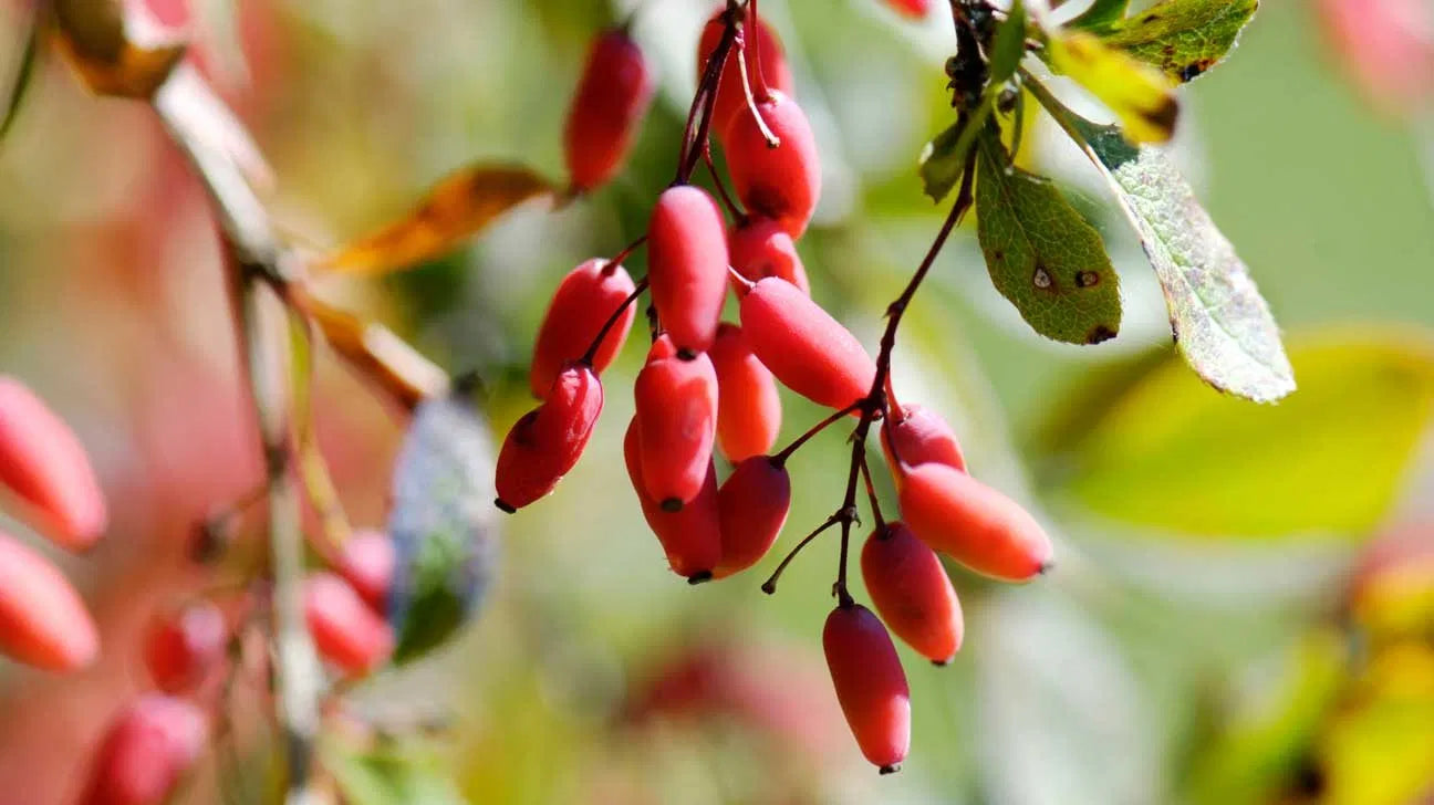 Barberry Bark Capsules