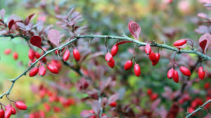 Barberry Tincture