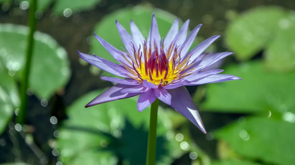 Blue Lotus Elixir (organic)