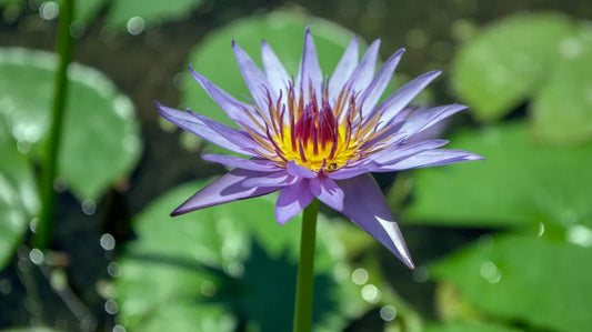 Blue Lotus Elixir (organic)