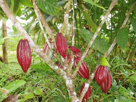 Tincture Bean Cacao (orgánach)