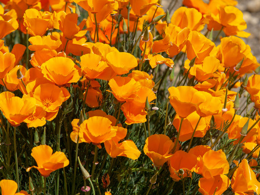 Tincture Poppy California (orgánach)