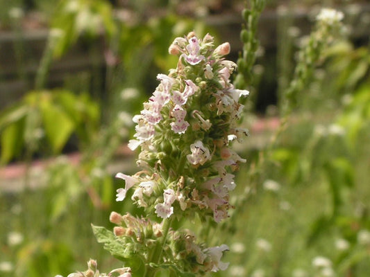 Catnip Tincture