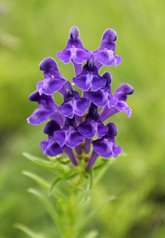 Scullcap (Sínis, Baicalensis)