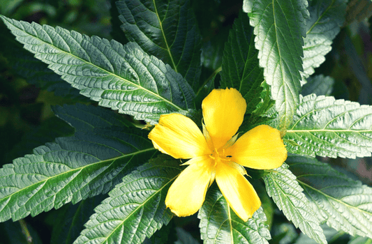 Tincture Damiana (Orgánach)