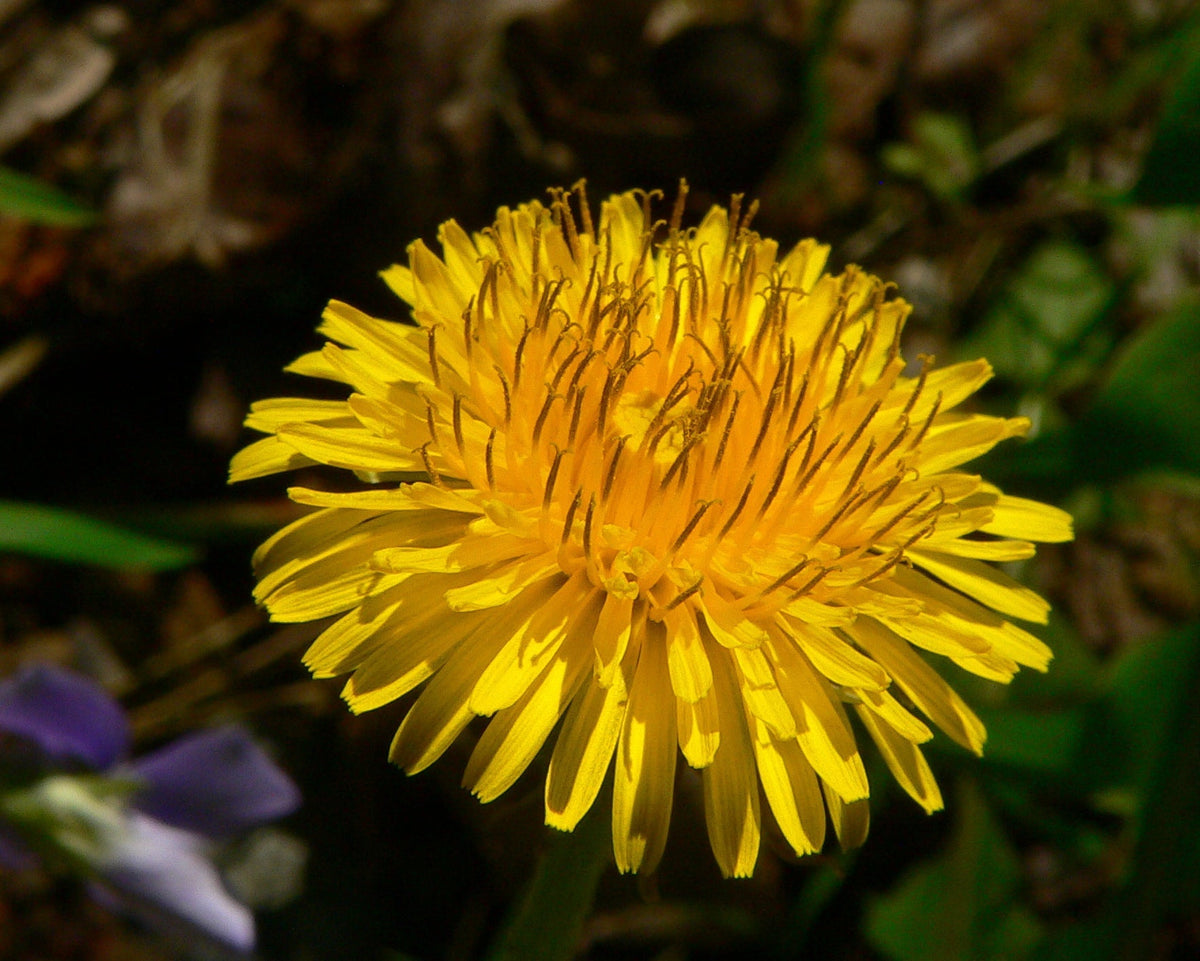Dandelion Root Tincture