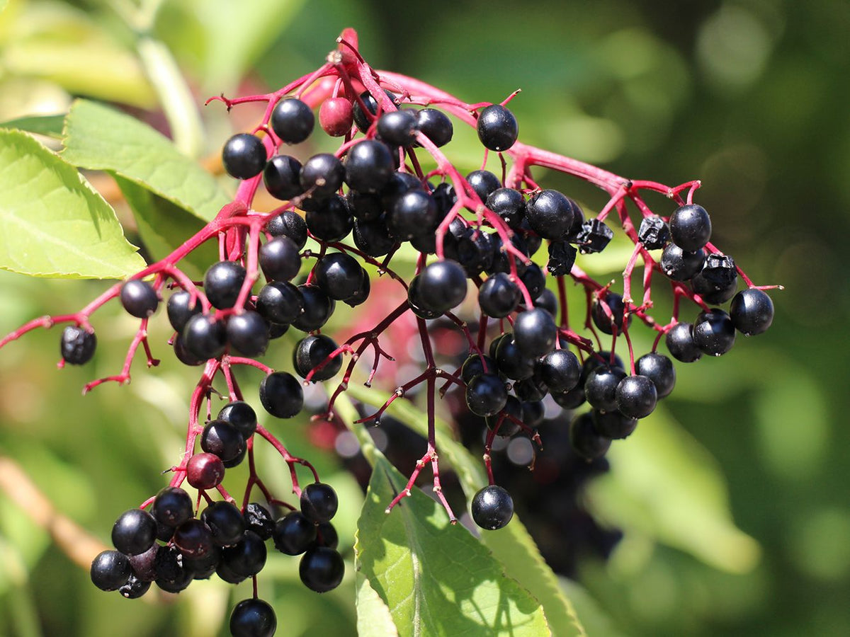 Elderberry Tincture